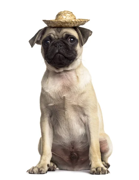 Pug sentado con un sombrero, aislado en blanco —  Fotos de Stock