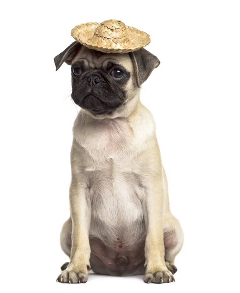Pug sentado com um chapéu, isolado em branco — Fotografia de Stock