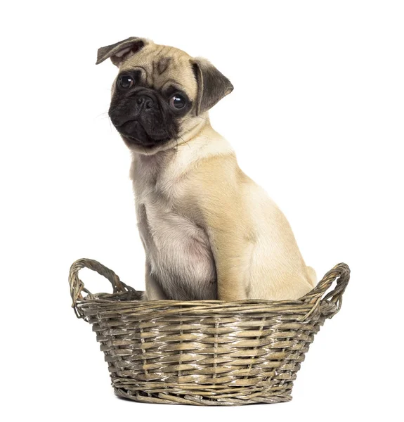 Pug sentado em uma cesta de vime, isolado em branco — Fotografia de Stock