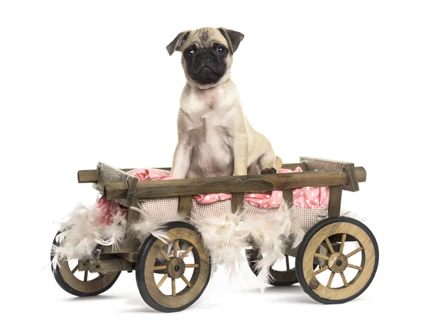 Pug in een houten kar met kussen en veren, geïsoleerd op wit — Stockfoto