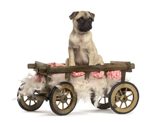 Pug in een houten kar met kussen en veren, geïsoleerd op wit — Stockfoto