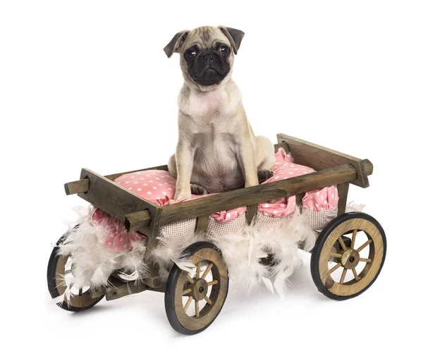 Pug in a wooden cart with pillow and feathers, isolated on white — Stock Photo, Image