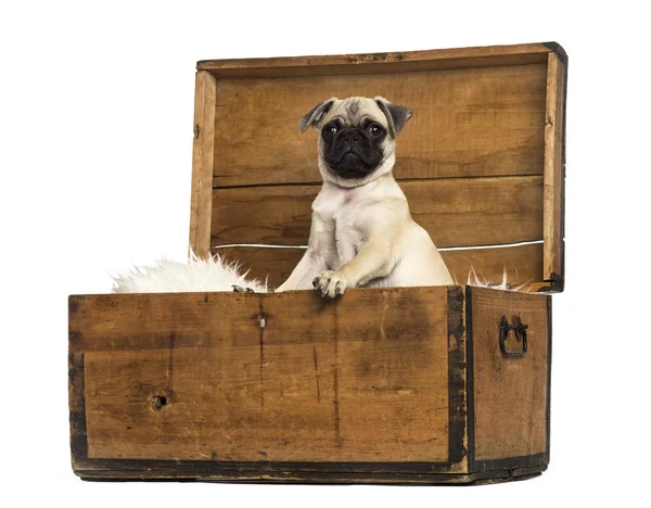 Pug sitting in a wooden chest, isolated on white — Stock Photo, Image