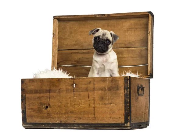 Pug sitting in a wooden chest, isolated on white — Stock Photo, Image