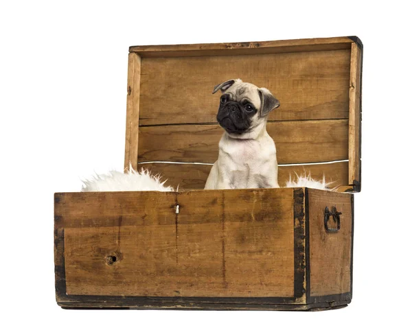 Pug zitten in een houten kist, geïsoleerd op wit — Stockfoto