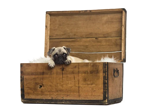 Pug liggen in een houten kist, geïsoleerd op wit — Stockfoto