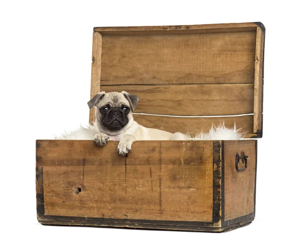 Pug liggen in een houten kist, geïsoleerd op wit — Stockfoto