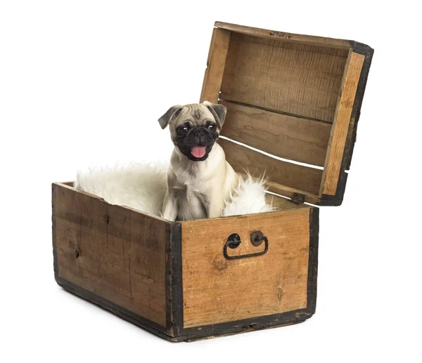 Pug zitten in een houten kist, geïsoleerd op wit — Stockfoto