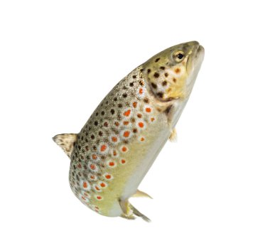 Brown trout swimming, isolated on white clipart