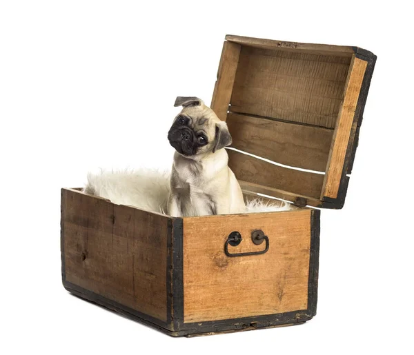 Pug sitting in a wooden chest, isolated on white — Stock Photo, Image