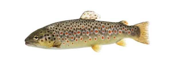 Brown trout swimming, isolated on white — Stock Photo, Image