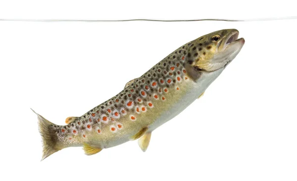 Brown trout swimming under water line, isolated on white — Stock Photo, Image