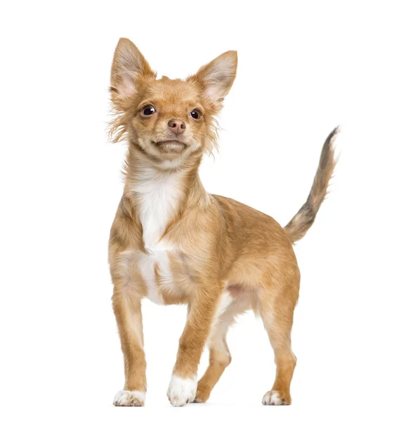 Chihuahua debout, isolé sur blanc — Photo