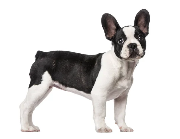 Französische Bulldogge Welpe (3 Monate alt)) — Stockfoto