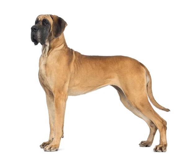 Seitenansicht einer großen Dogge, 4 Jahre alt, vor weißem Hintergrund — Stockfoto