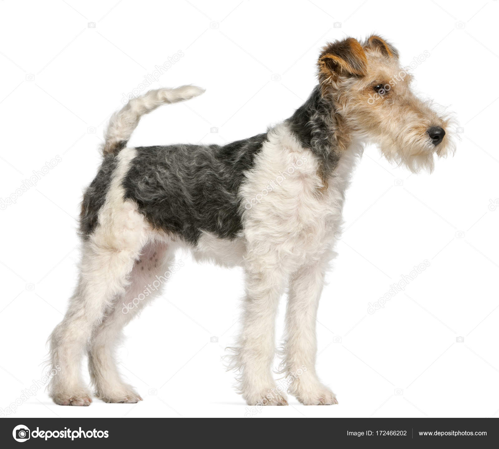 Fox Terrier Puppy 4 Months Old In Front Of White Background