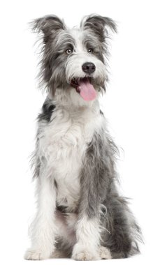 Karışık-breed köpek, 7 ay yaşlı, önünde oturan backgro beyaz.