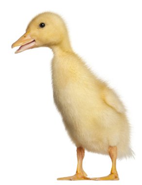 Duckling, 1 week old, standing in front of white background clipart