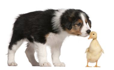 Kenar kömür ocağı köpek yavrusu, 6 hafta yaşlı, 1 küçük bir ördek yavrusu ile oynamak