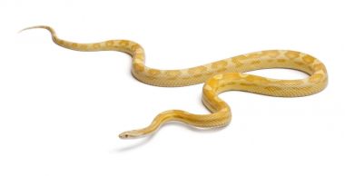 Tereyağı mothley Mısır yılan ya da Red Rat Snake, Pantherophis guttatu
