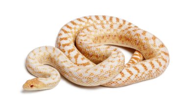 Albino Pasifik gopher yılan ya da sahil gopher yılan, pituophis ca