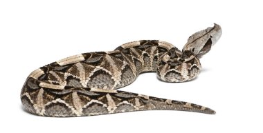 gaboon viper - bitiş gabonica, zehirli, beyaz arka plan