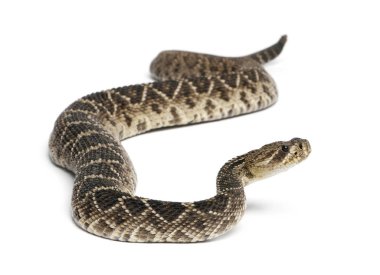 Doğu diamondback çıngıraklı yılan - crotalus adamanteus, poisonou