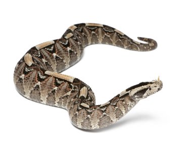 Gergedan engerek, nehir jack - bitiş nasicornis x gabonica, POI