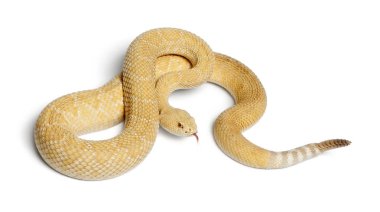 Albino Batı diamondback çıngıraklı yılan - crotalus atrox, zehir
