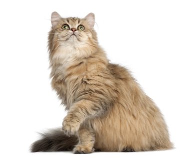 İngiliz longhair kedi, 4 ay yaşlı, beyaz backgr karşı oturan