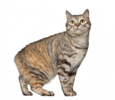 Kurilian karşı beyaz arka plan ayakta Bobtail, 1 yaşında,