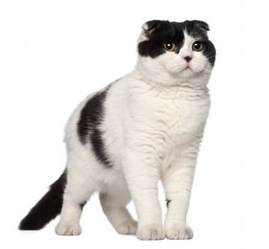 İskoç Fold, 6 ay yaşlı, beyaz arka planı