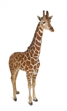 High angle view of Somali Giraffe, commonly known as Reticulated clipart