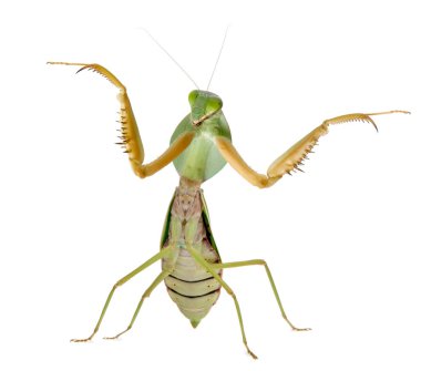 Kadın peygamber devesi, Rhombodera Basalis, önünde beyaz bac