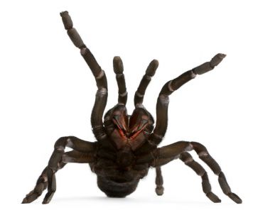 Tarantula örümceği saldıran, Haplopelma Minax, önünde beyaz 