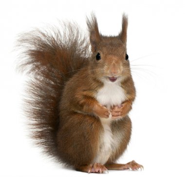 Avrasya Kızıl sincap, Sciurus vulgaris, dört yaşında açık o
