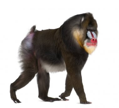  Mandrill'di (Mandrillus Sfenks) olduğunu eski dünya maymun bir primat 22 yıl eski