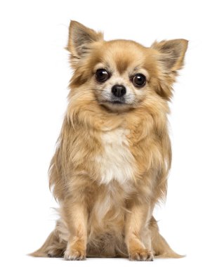 Chihuahua, 10 yıl eski, oturma ve kamera karşısına w bakarak