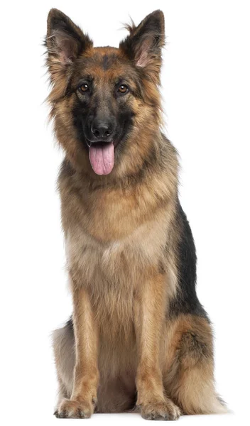 German Shepherd Dog, 2 and a half years old, sitting in front of — Stock Photo, Image