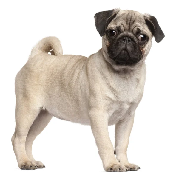 Pug puppy, 3 months old, standing in front of white background — Stock Photo, Image