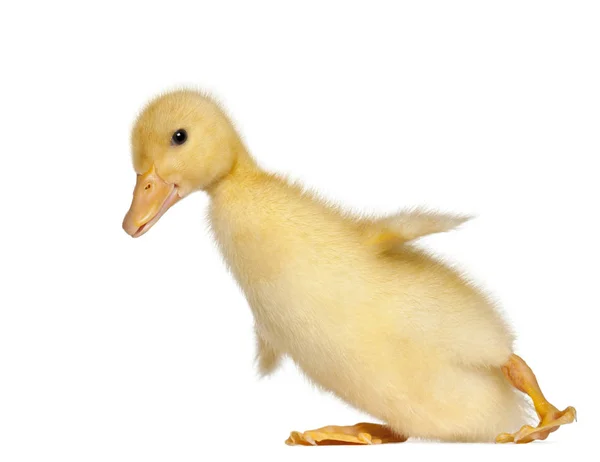 Duckling, 1 semana de idade, na frente de fundo branco — Fotografia de Stock