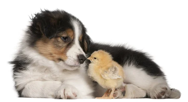 Border Collie puppy, 6 weeks old, playing with chick in front of — Stock Photo, Image