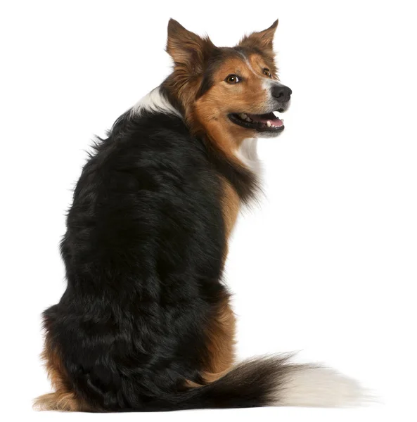 Collie de la frontera masculina, 3 años, sentado delante del respaldo blanco — Foto de Stock