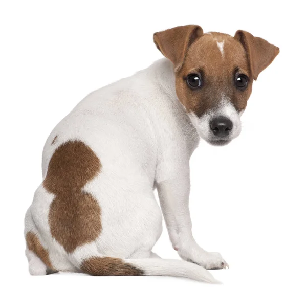 Jack-Russell-Terrier-Welpe, 3 Monate alt, sitzt vor der Tür — Stockfoto