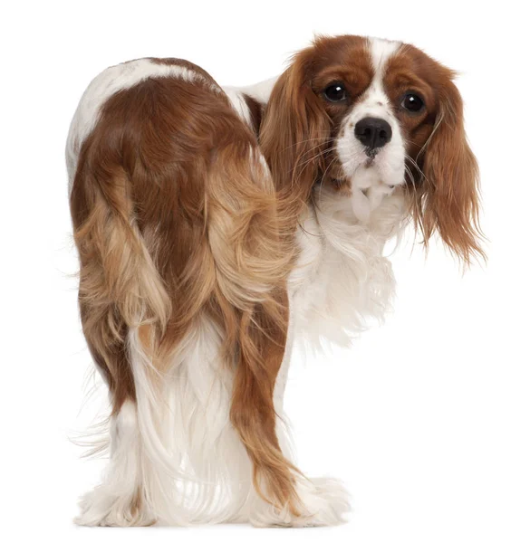 Cavalier King Charles Spaniel, 1 ano, na frente do bac branco — Fotografia de Stock