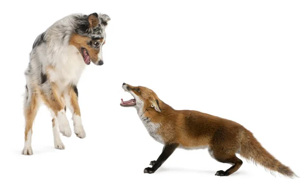Red Fox, Vulpes vulpes, 4 anni, gioca con l'australiana She — Foto Stock