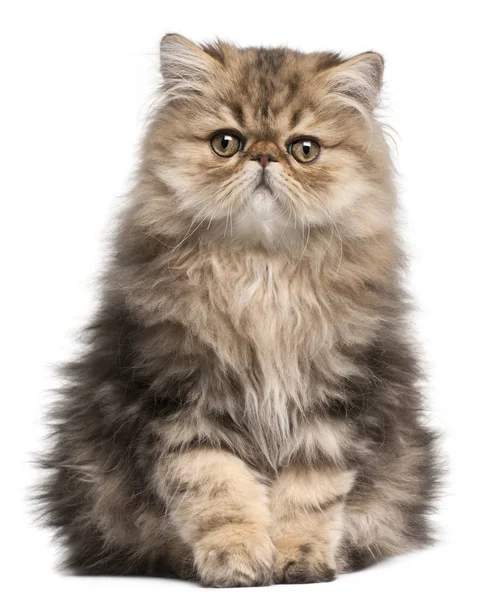 Persian Kitten, 3 months old, sitting in front of white backgrou — Stock Photo, Image