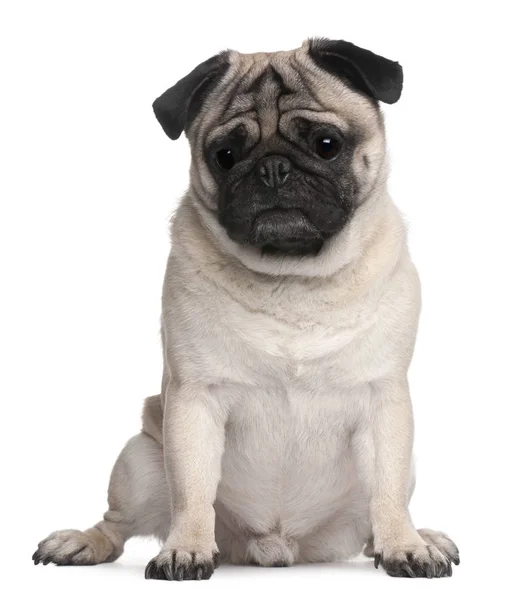 Pug, 4 years old, sitting in front of white background — Stock Photo, Image