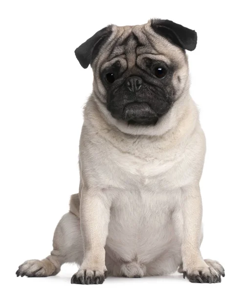 Pug, 4 anos, sentado na frente do fundo branco — Fotografia de Stock