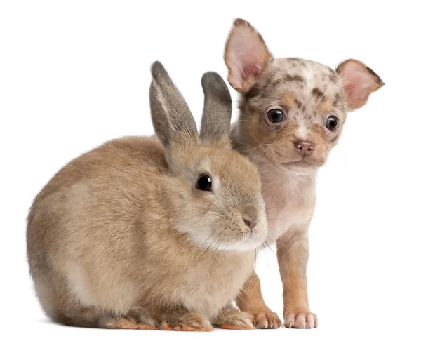 Chihuahua with a rabbit in front of white background — Stock Photo, Image